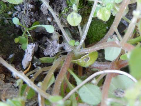 Image of Parietaria lusitanica L.