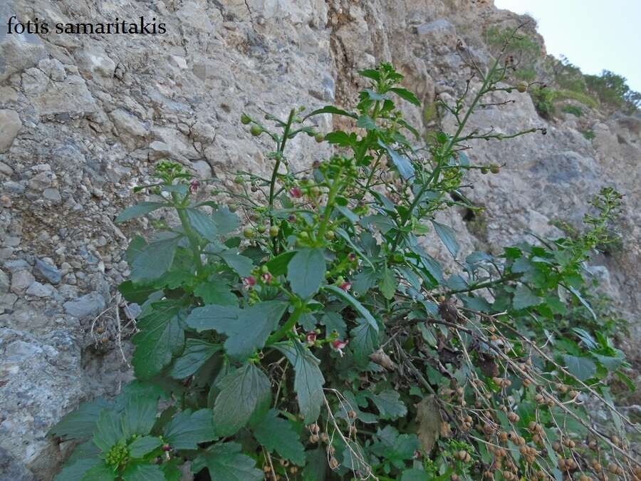 Image of Scrophularia heterophylla Willd.