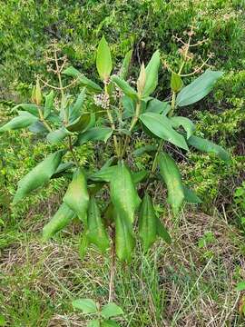 Image of Miconia alata (Aubl.) DC.