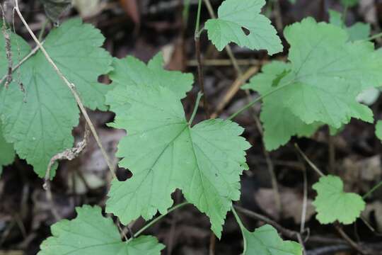 Sivun Ribes mandshuricum (Maxim.) Kom. kuva