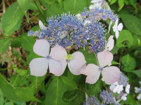 Image of Hydrangea serrata (Thunb.) Ser.