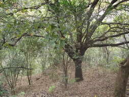 Imagem de Quercus polymorpha Schltdl. & Cham.