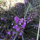 Image of Erica pauciovulata H. A. Baker