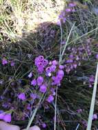 Image of Erica pauciovulata H. A. Baker