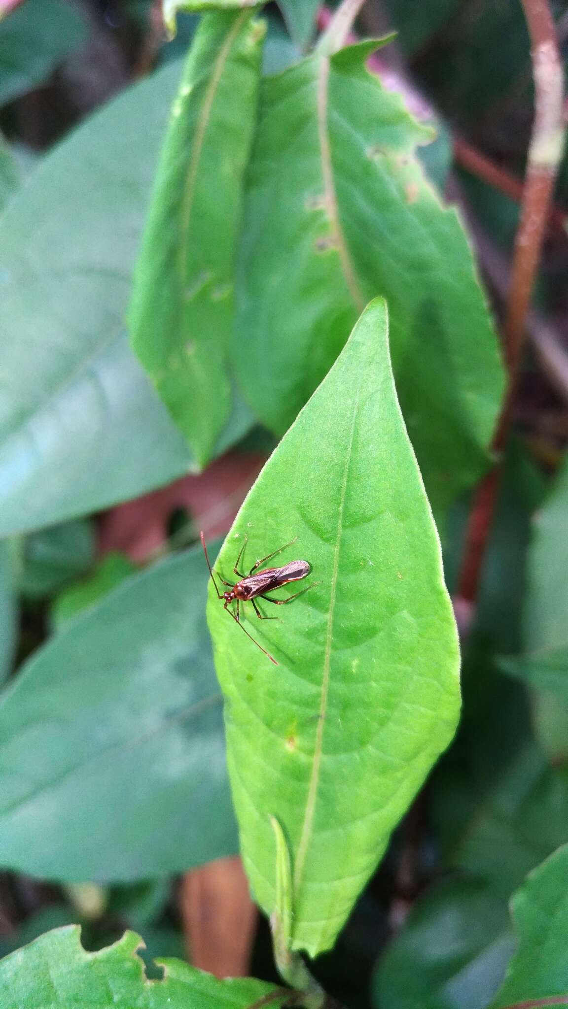 Слика од Helopeltis cinchonae Mann 1907