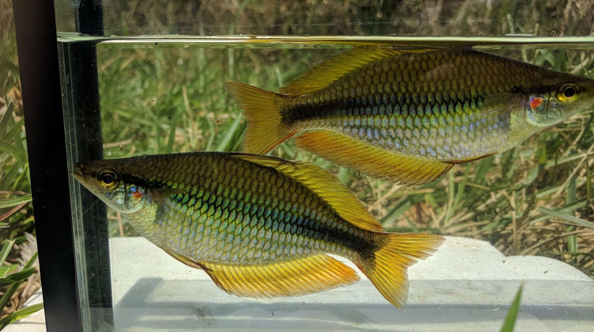 Image of Banded rainbowfish