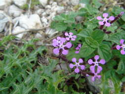 Image of Saponaria calabrica Guss.