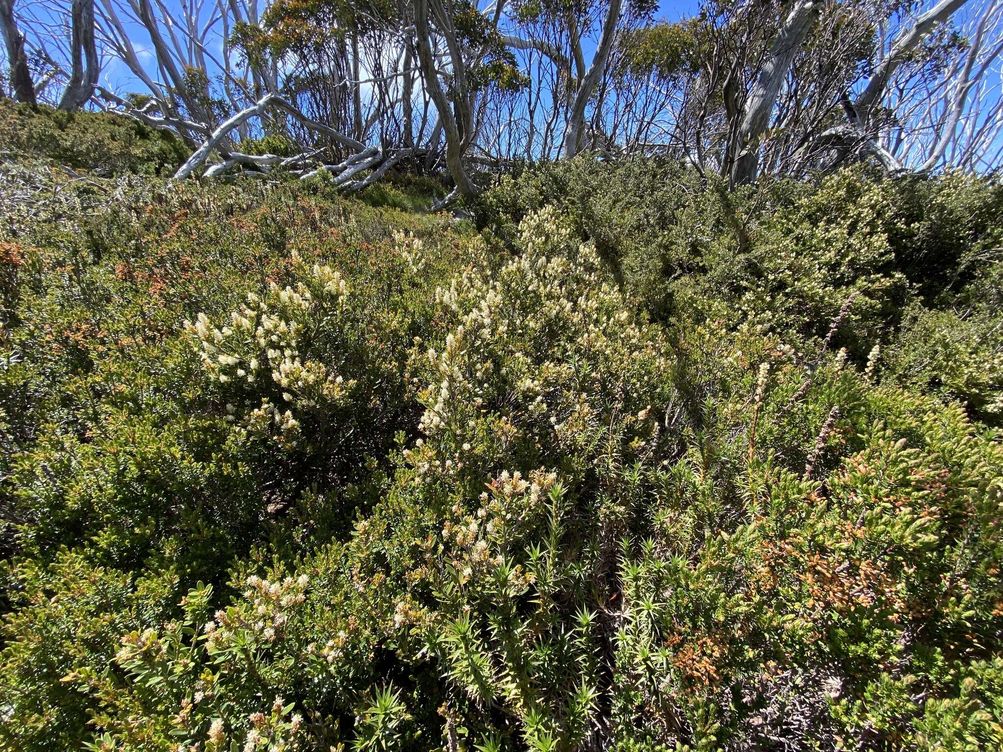 Image of Orites lancifolia F. Müll.