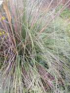 Image of Mauritanian grass