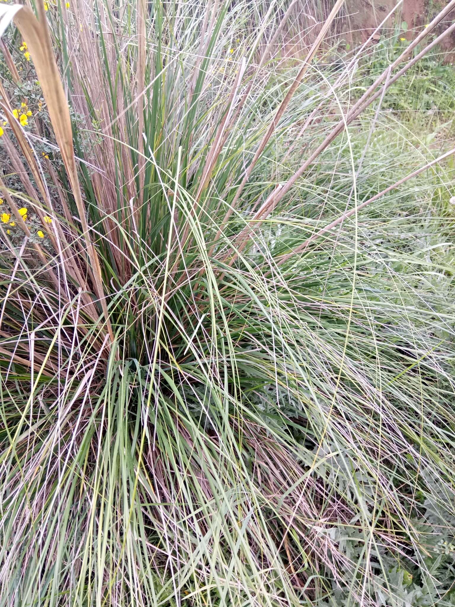 Image of Mauritanian grass