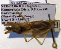 Image of Reduvius testaceus (Herrich-Schaeffer 1848)