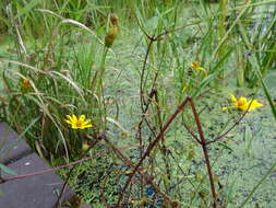 Image of Crowned Beggarticks