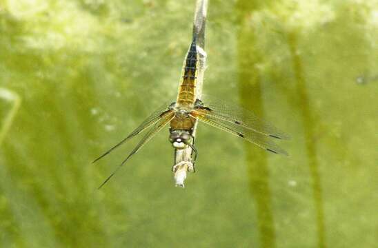 Image of Four-spotted Chaser