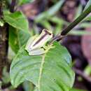 Sivun Hyloscirtus mashpi Guayasamin, Rivera-Correa, Arteaga-Navarro, Culebras, Bustamante, Pyron & Peñafiel et al. 2015 kuva