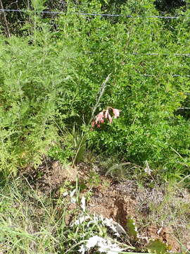 Image of Gladiolus oppositiflorus Herb.