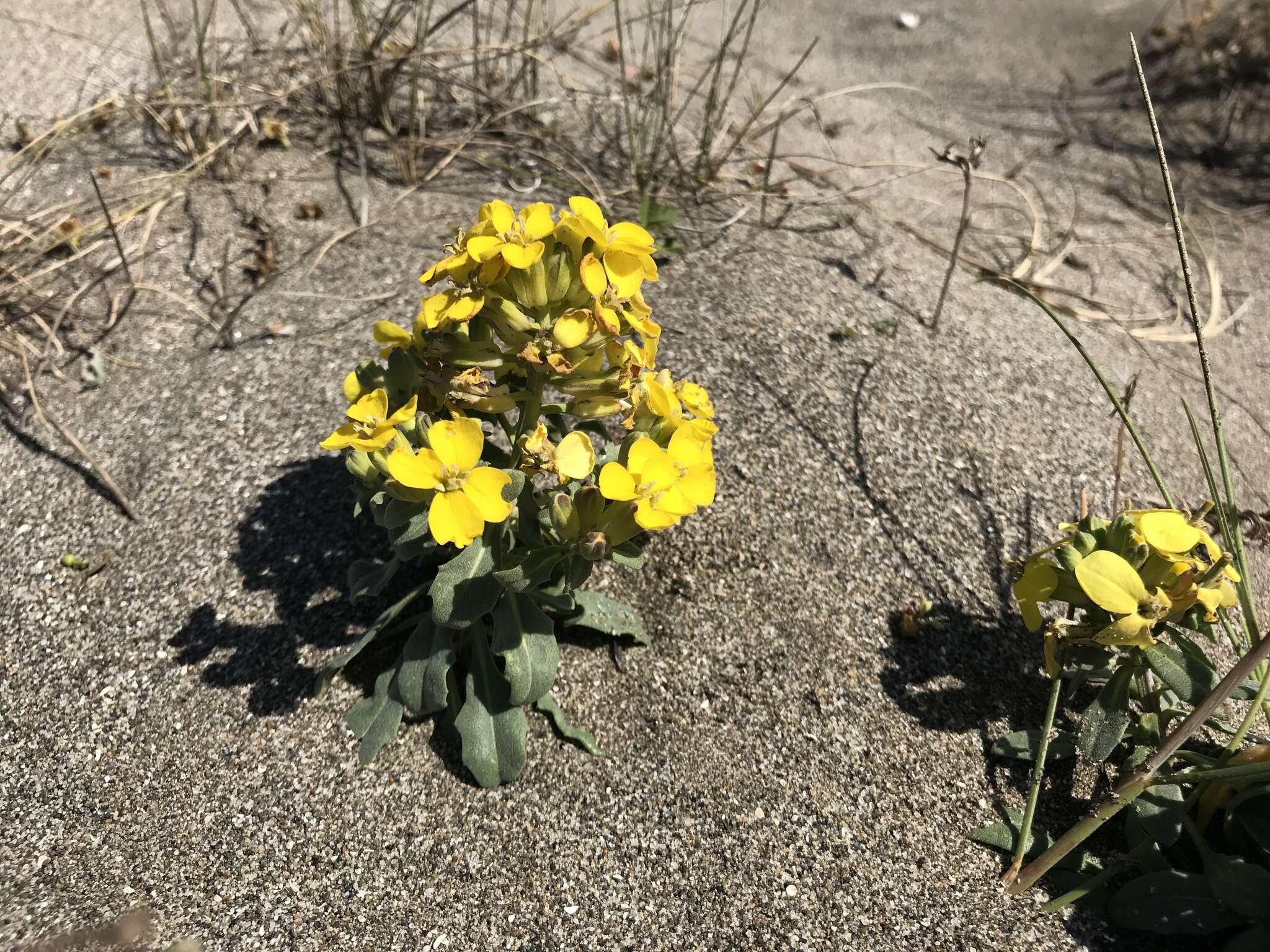 Imagem de Erysimum menziesii (Benth. & Hook. fil.) Wettst.