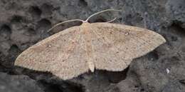 Cyclophora maderensis Bethune-Baker 1891 resmi