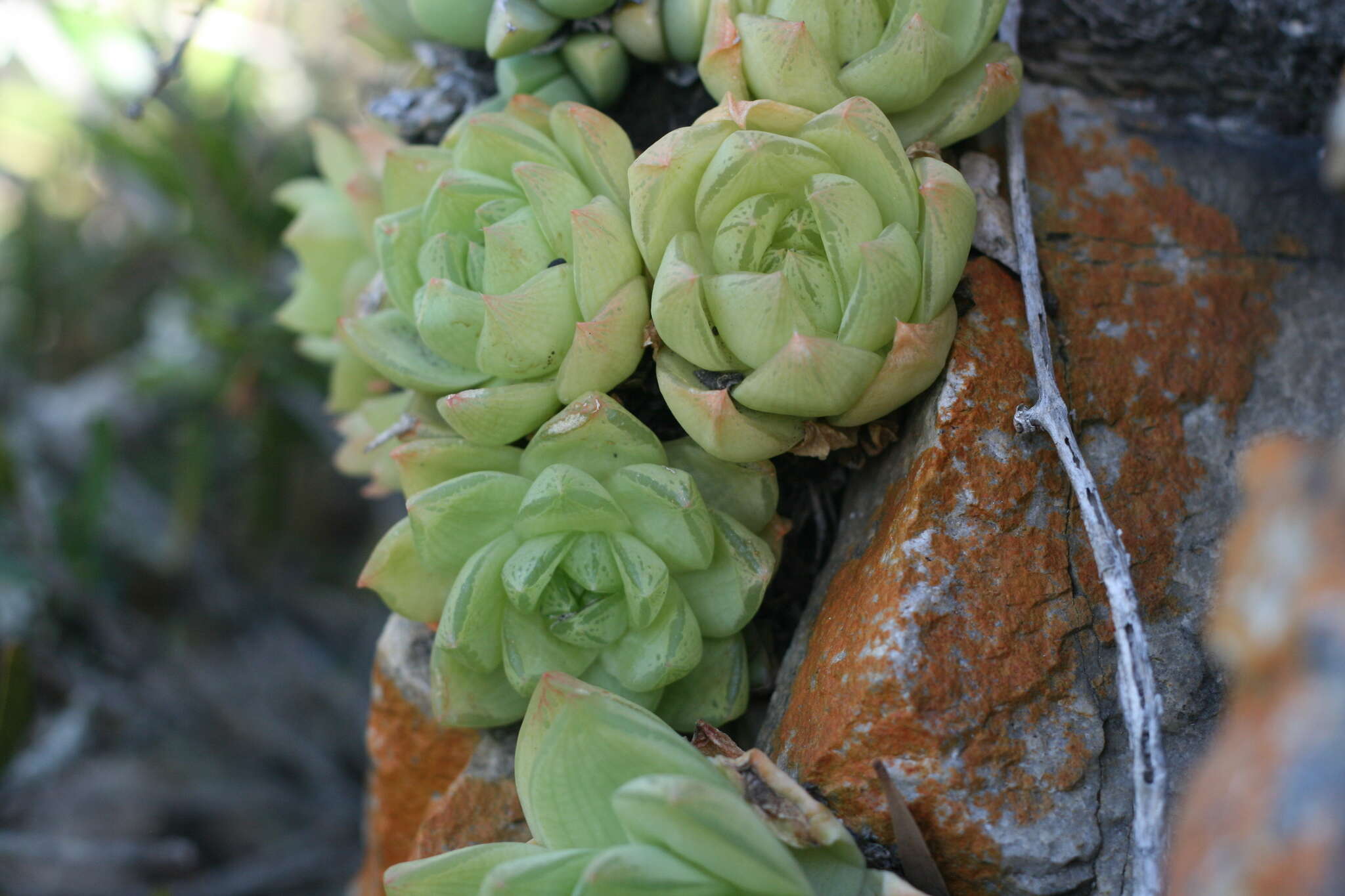 Image of Haworthia cymbiformis var. cymbiformis