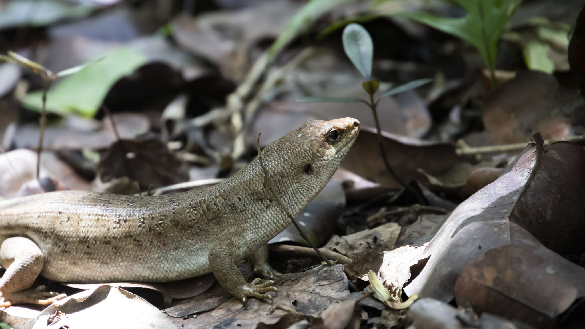 Image of Round Island Skink