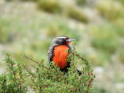 Image of Long-tailed Meadowlark