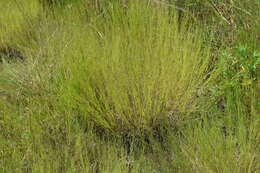 Image of plains muhly