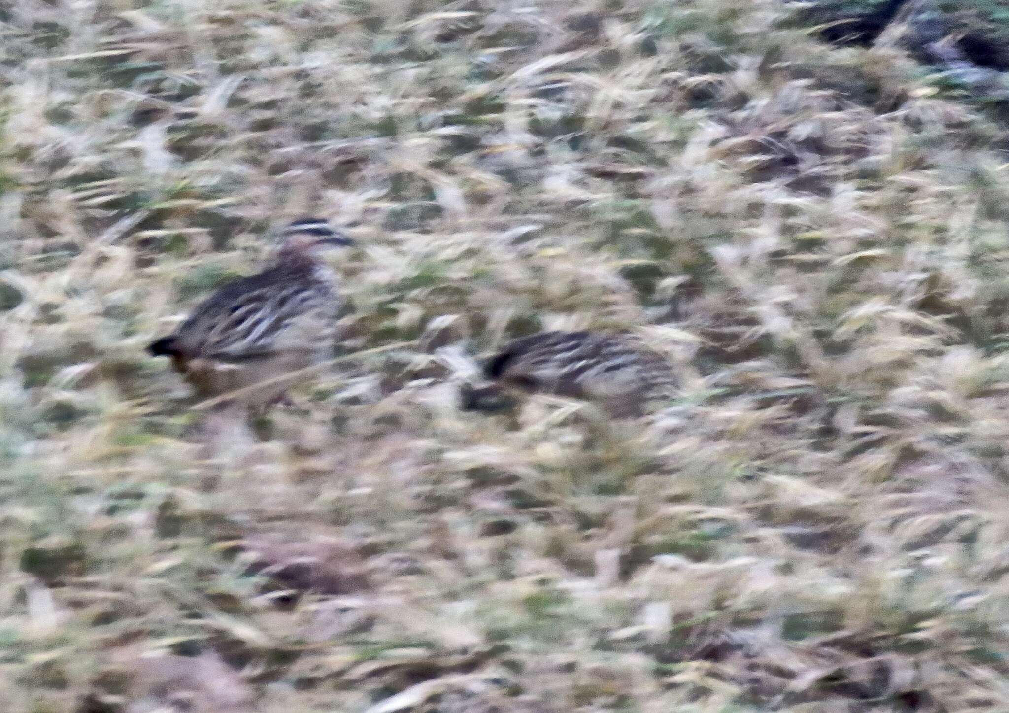 Image of Crested Francolin