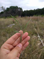 Image de Digitaria cognata (Schult.) Pilg.