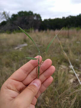 صورة Digitaria cognata (Schult.) Pilg.