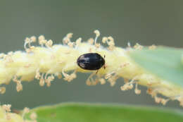 Cryptorhopalum apicale (Mannerheim 1843) resmi