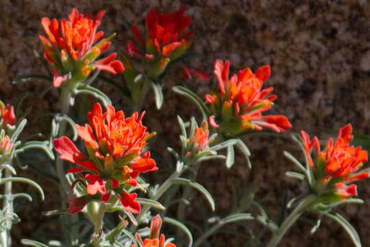 Слика од Castilleja foliolosa Hook. & Arn.