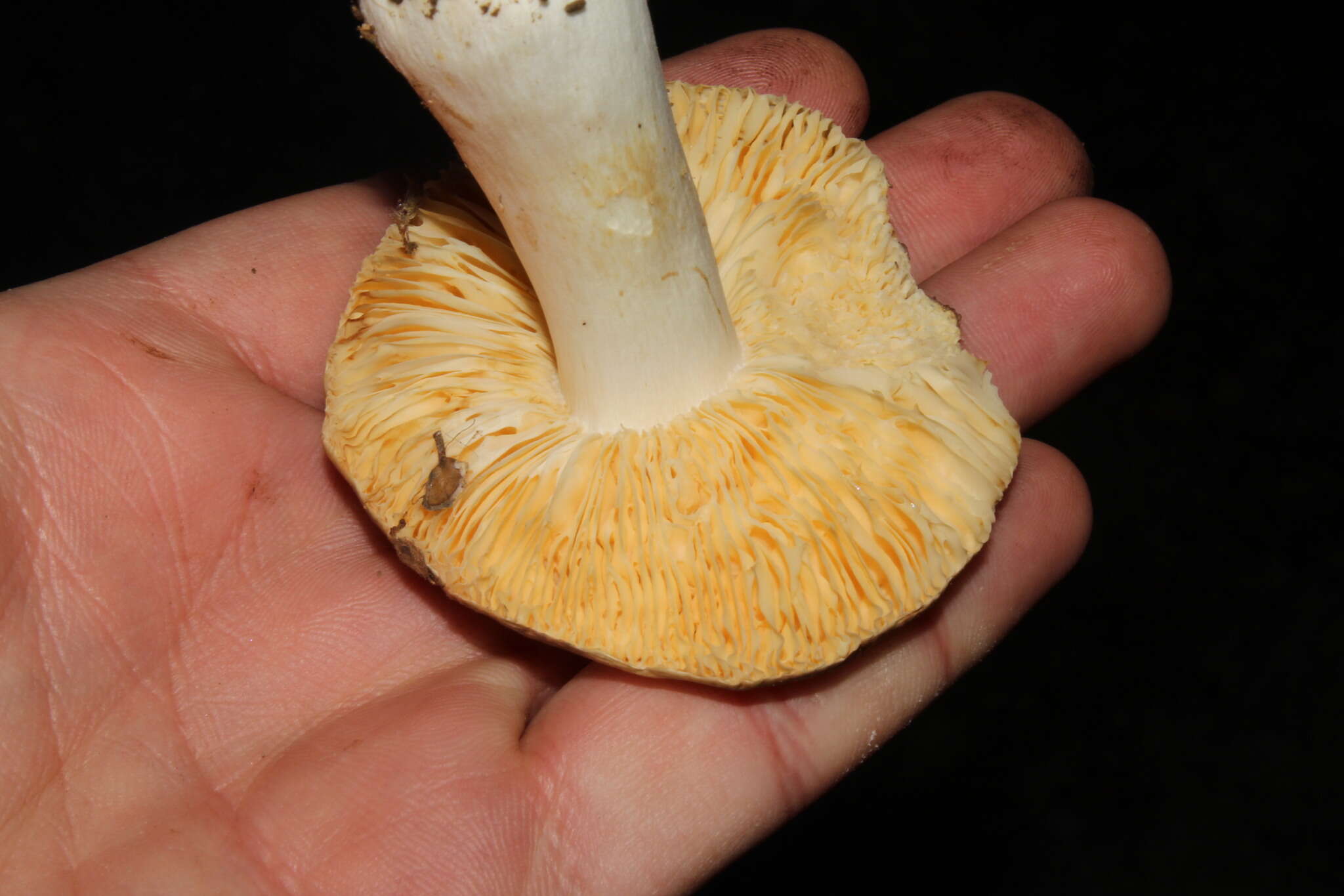 Image of Russula romellii Maire 1910