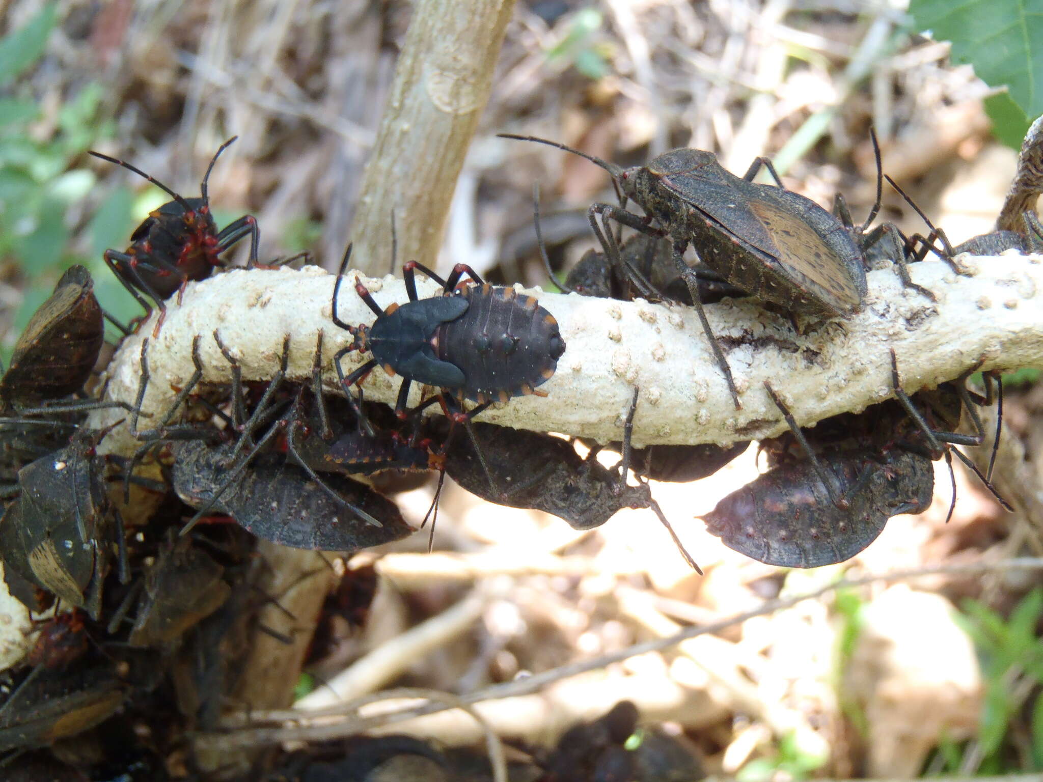 Image of Giant sweetpotato bug