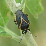 Perillus confluens (Herrich-Schaeffer 1839) resmi