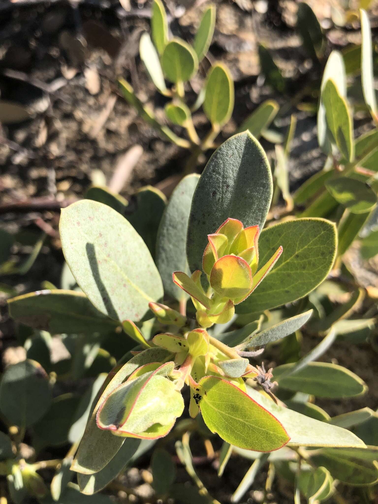 Слика од Arctostaphylos rainbowensis J. E. Keeley & A. Massihi