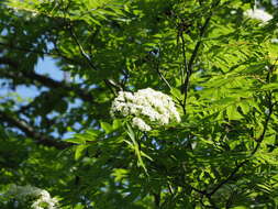 Image of Japanese Rowan