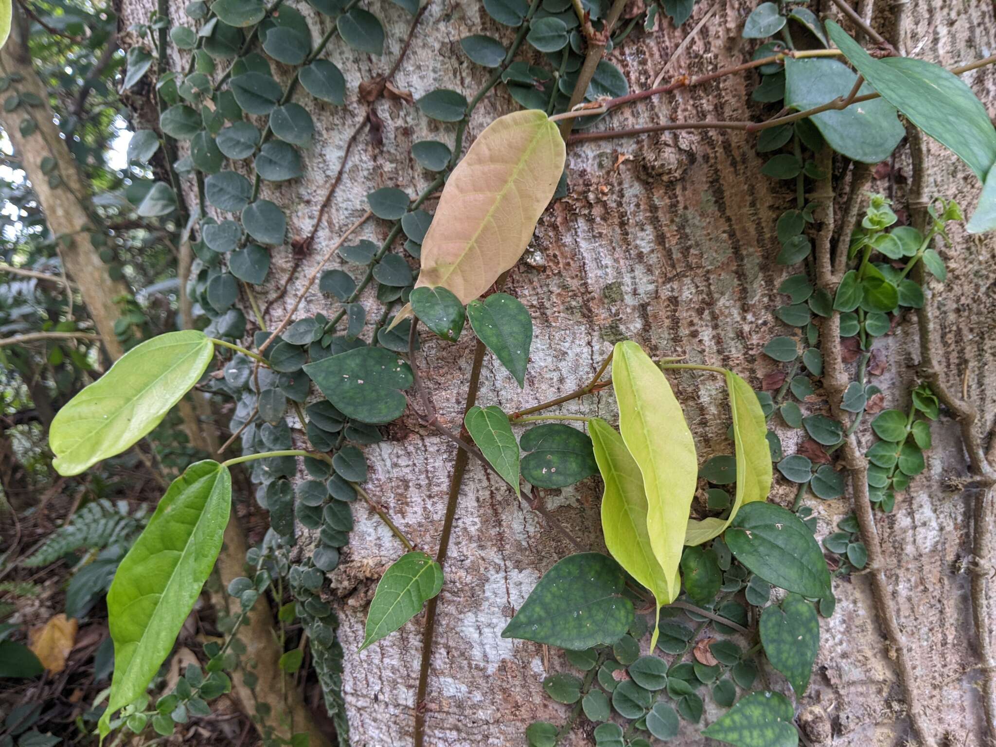 Image of Ficus sarmentosa Buch. ex J. E. Smith