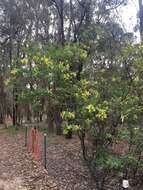 Image de Acacia pubescens (Vent.) R. Br.