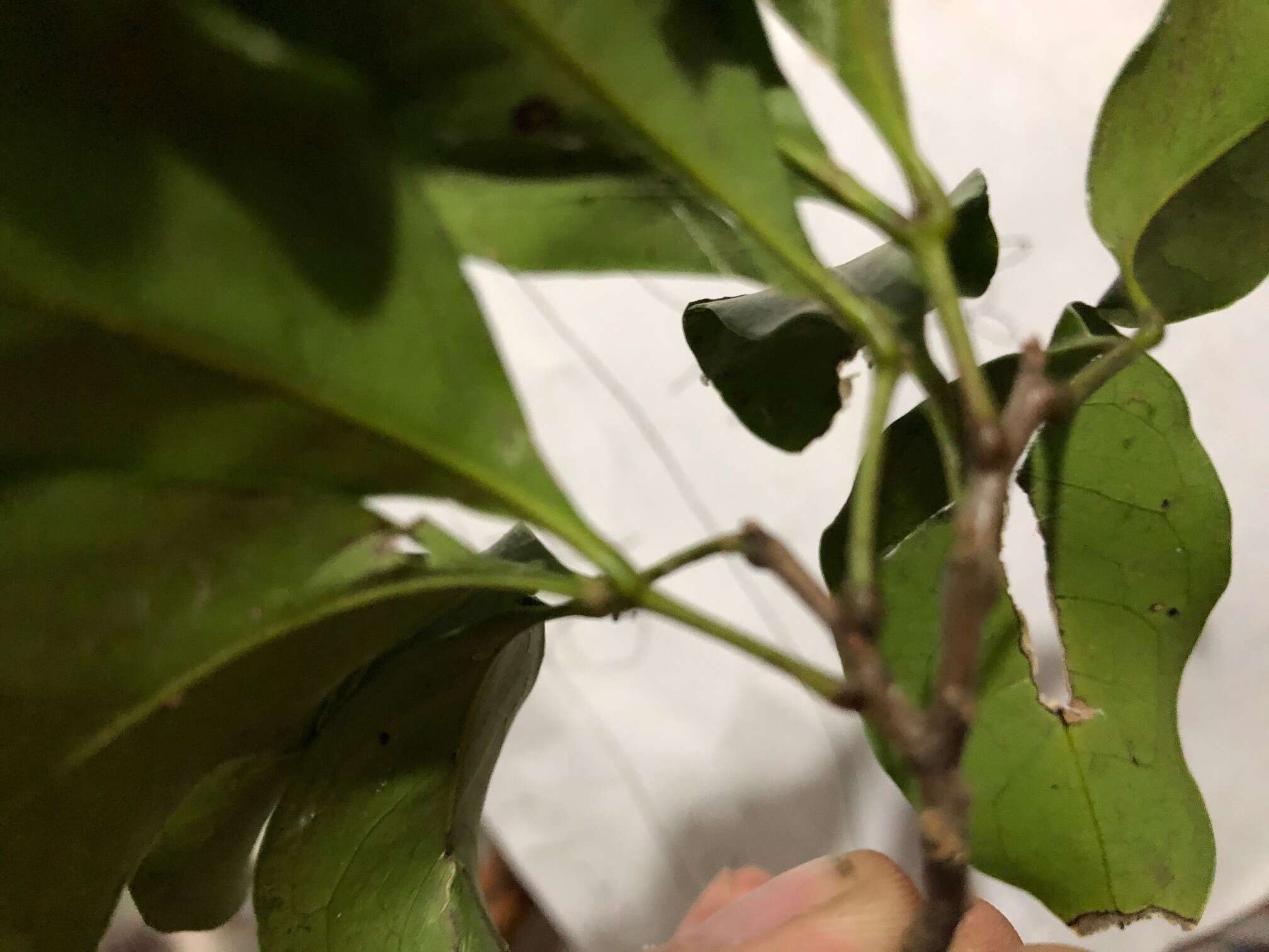 Image of Ixora beckleri Benth.