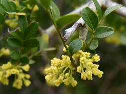 Image de Haplocoelum foliolosum (Hiern) Bull.