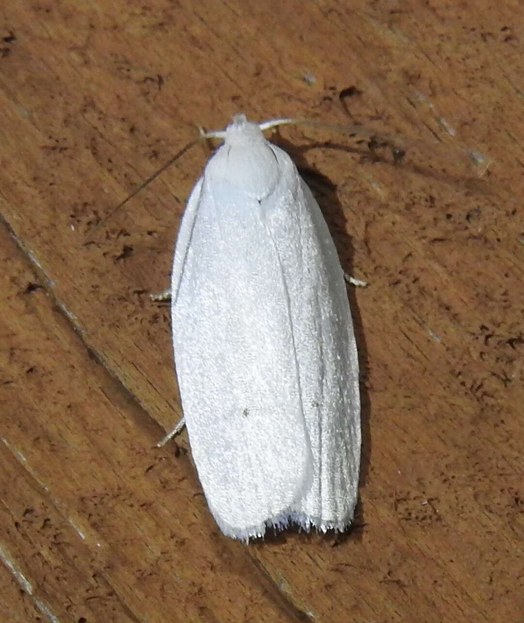 صورة <i>Antaeotricha albulella</i>