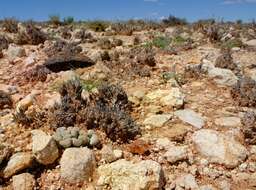 Imagem de Titanopsis schwantesii (Dinter) Schwant.