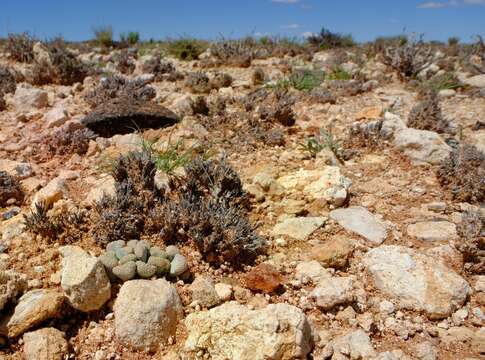 Image of Titanopsis schwantesii (Dinter) Schwant.