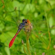 Image of Eastern Pygmyfly