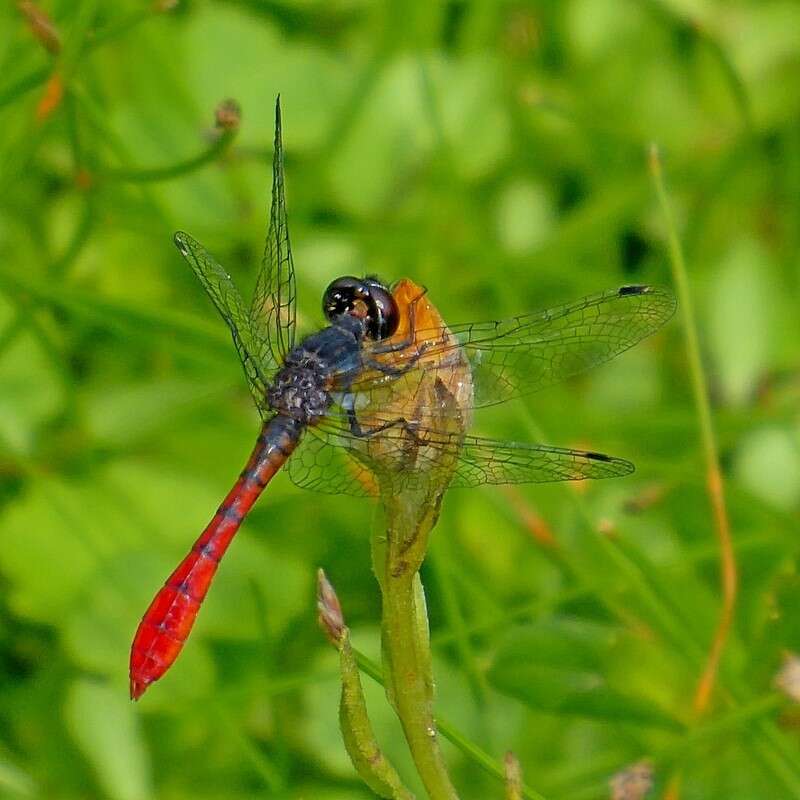 Image of Eastern Pygmyfly