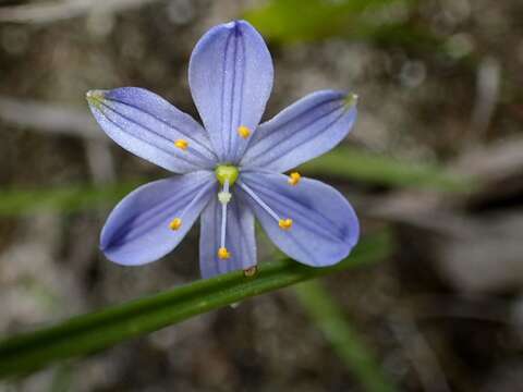 Image of Chamaescilla corymbosa (R. Br.) F. Muell. ex Benth.