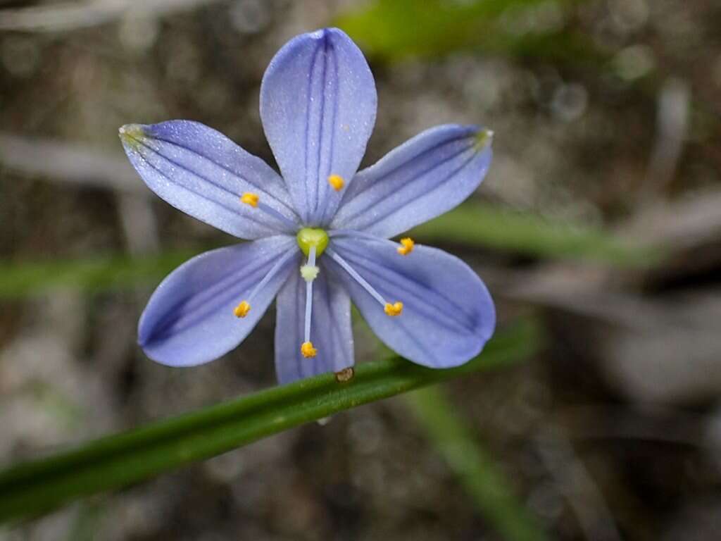 Chamaescilla corymbosa (R. Br.) F. Muell. ex Benth. resmi