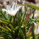 Caesia capensis (Bolus) Oberm. resmi