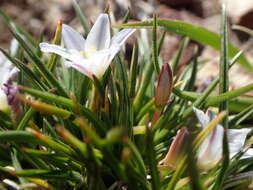 Image of Caesia capensis (Bolus) Oberm.