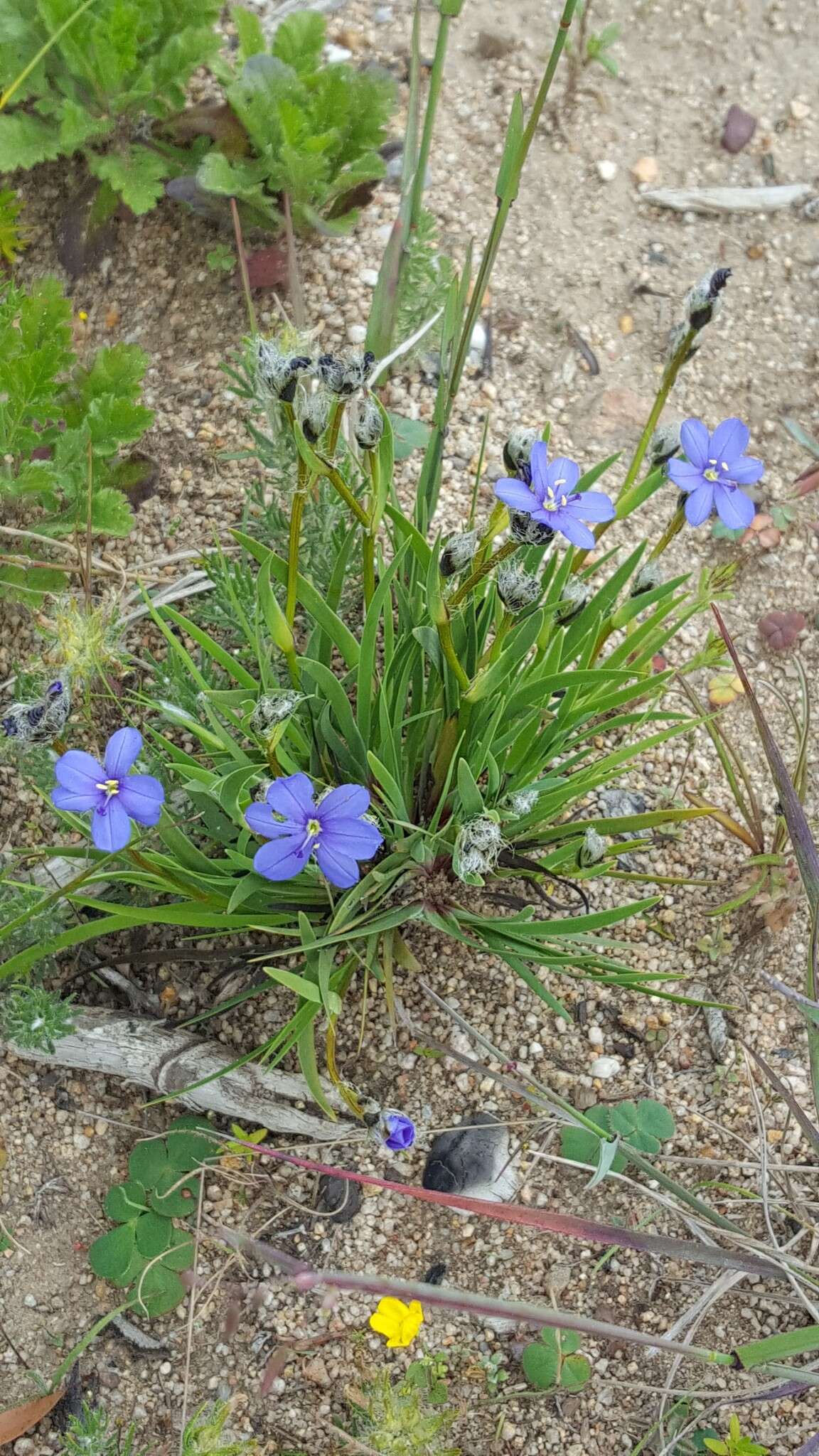 Image of Aristea africana (L.) Hoffmanns.