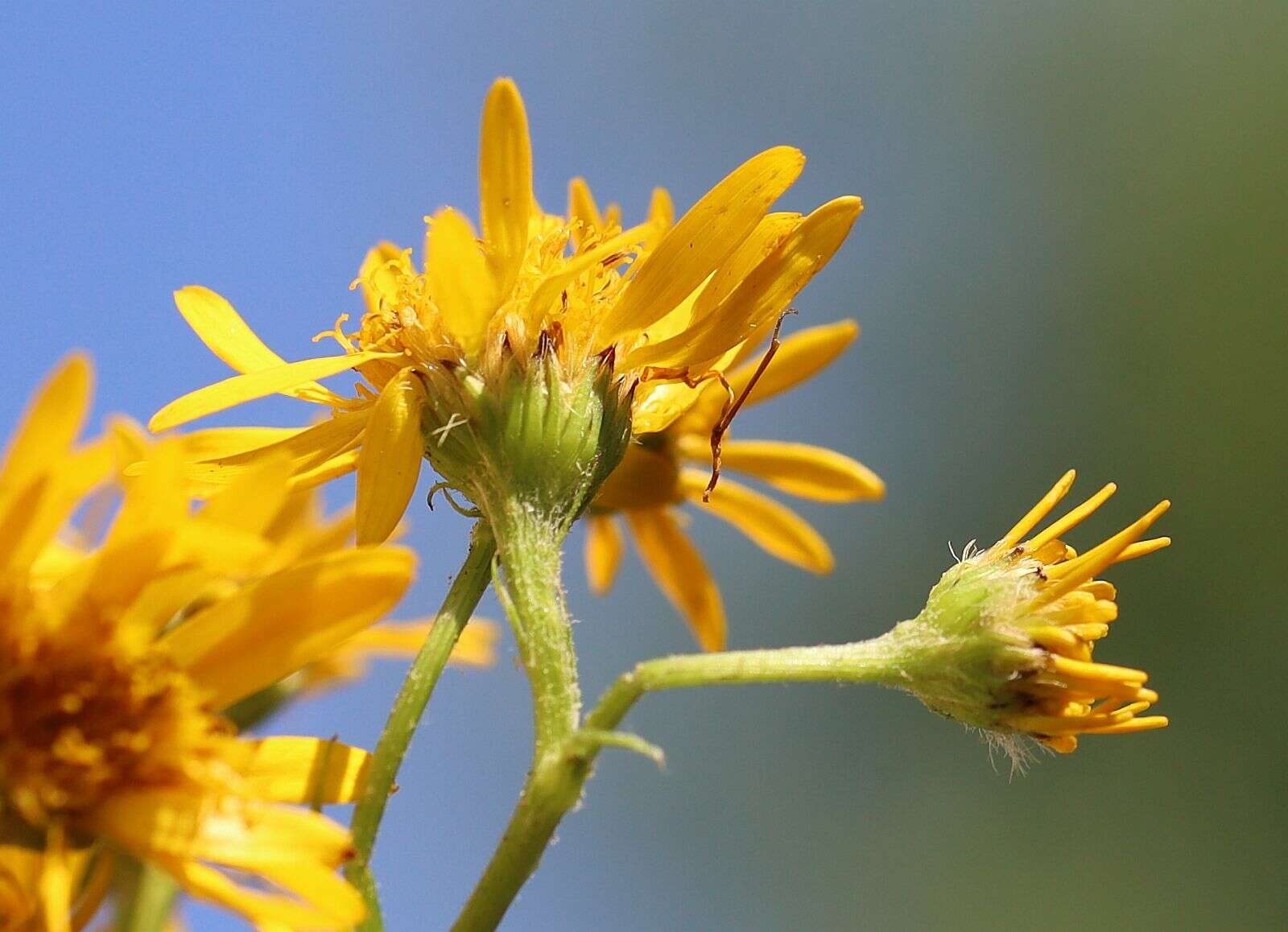 Слика од Jacobaea subalpina (W. D. J. Koch) Pelser & Veldkamp